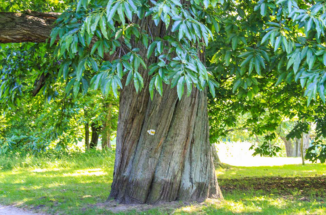 Mächtige alte Bäume erfreuen den Blick des Betrachters