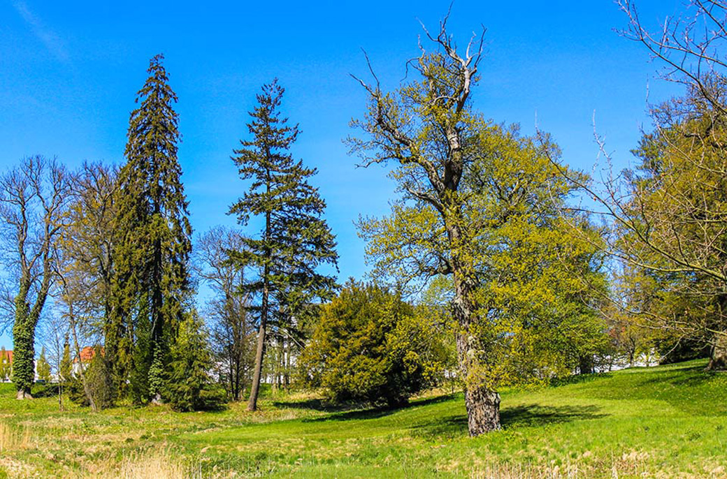 Alte und bei der Anpflanzung mit Weitblick ausgesuchte Bäume bestimmen das abwechslungsreiche Parkbild